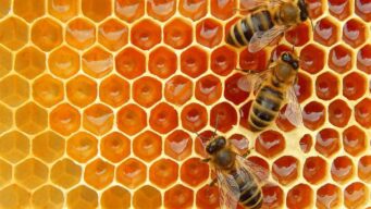 Bees harness complexity to produce great value
