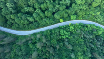 aerial shot of thick evergreen forest with a clean paved road weaving through it